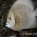 angelfish_gray_laa_jar_h_0055_cub1629.jpg